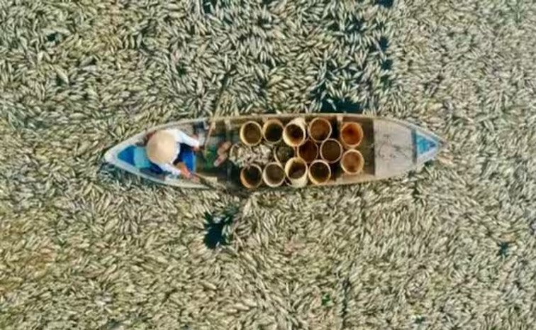 fish.jpg