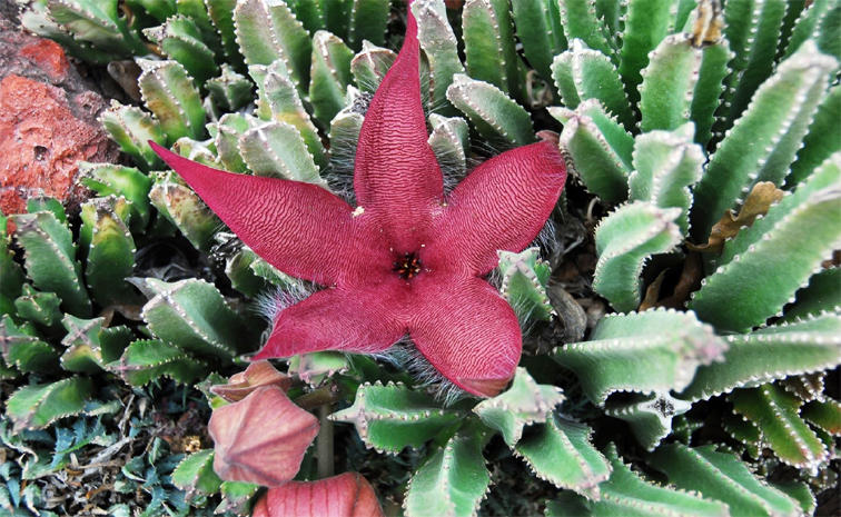 flower.jpg
