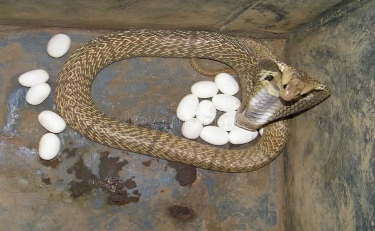 snake_0.jpg