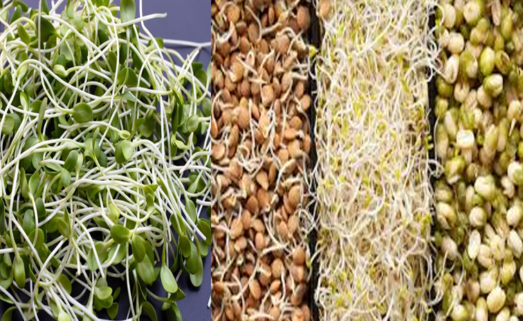 Sprouts_20all_20tyoes.jpg