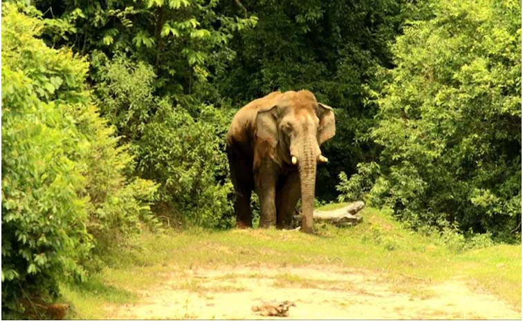 elephant.jpg