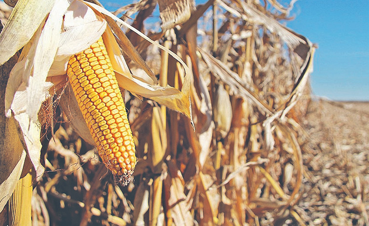 corn.jpg