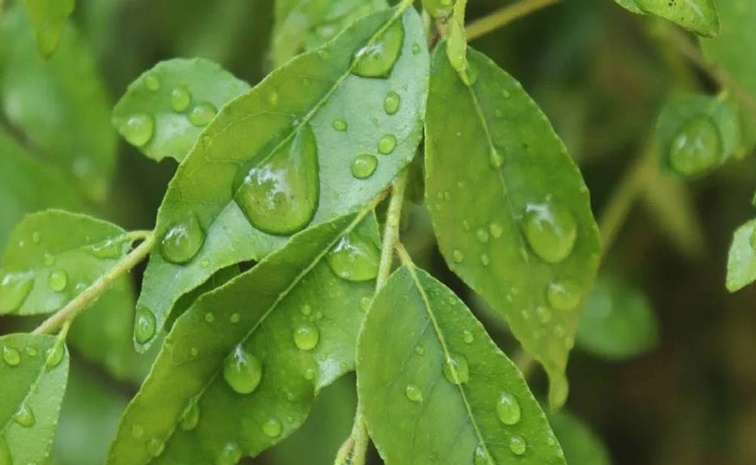 curryleaves-image.jpg