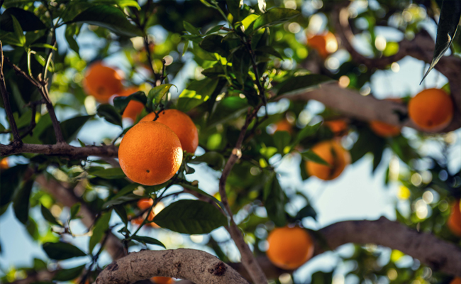 orange01.jpg