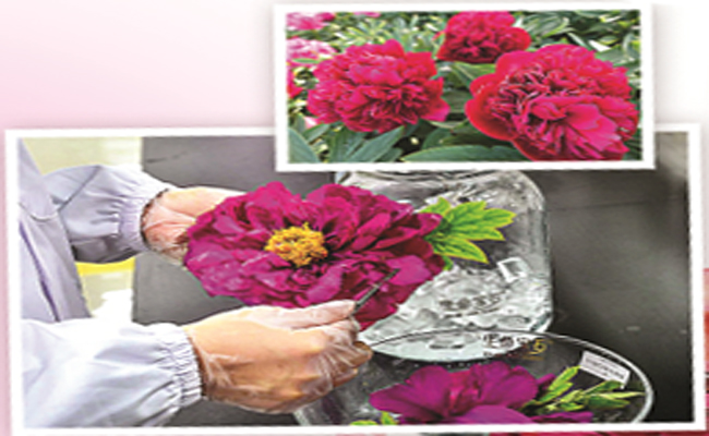 Flower-Diamond.jpg