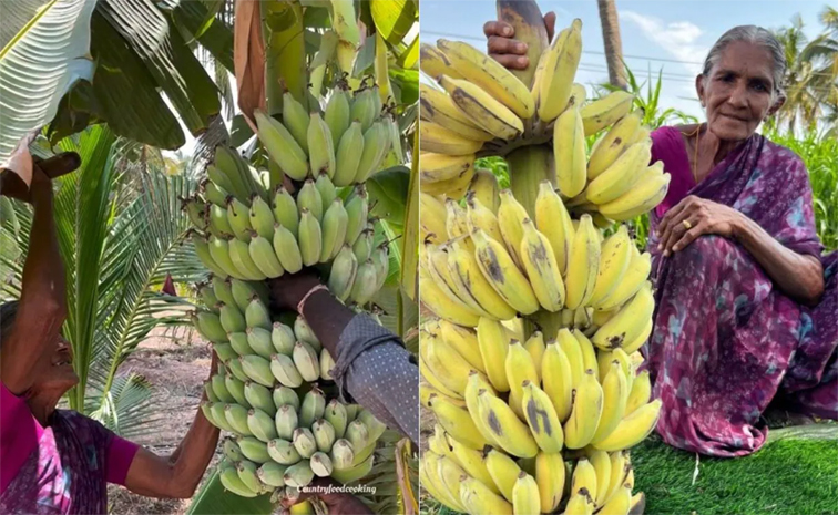 bananas.jpg