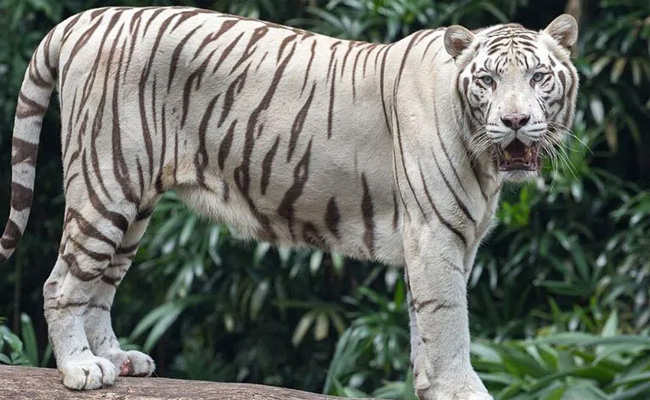 bengal-white-tiger.jpg