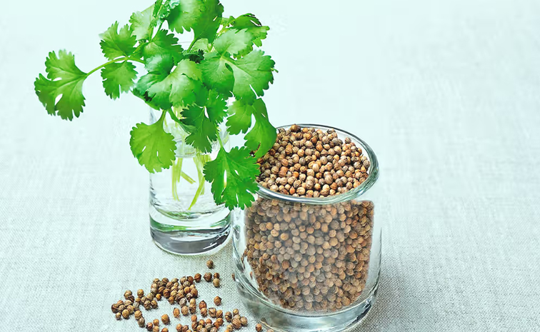 coriander.jpg