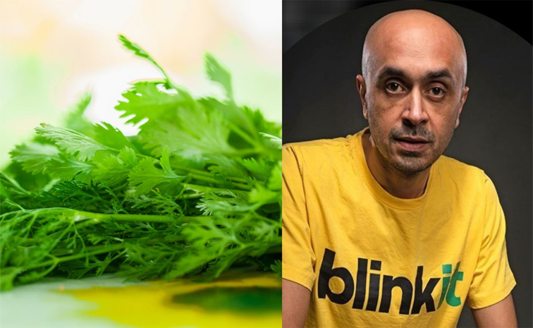 coriander_0.jpg