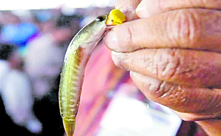fish.jpg