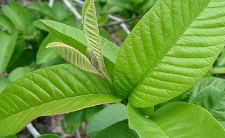guavaleaves_benefits.jpg