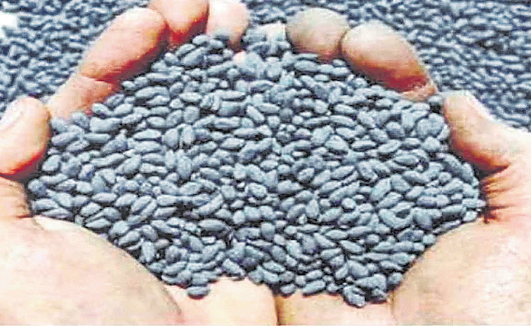 seeds.jpg