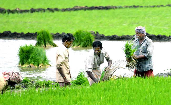 Farmers-Seeds.jpg