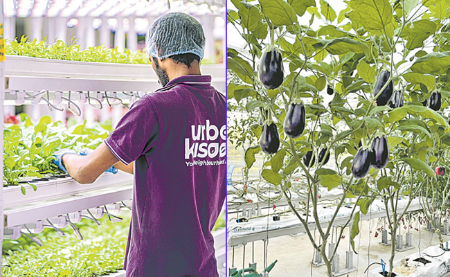 Urban-Kisaan.jpg