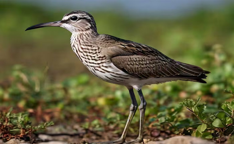 bird_0.jpg
