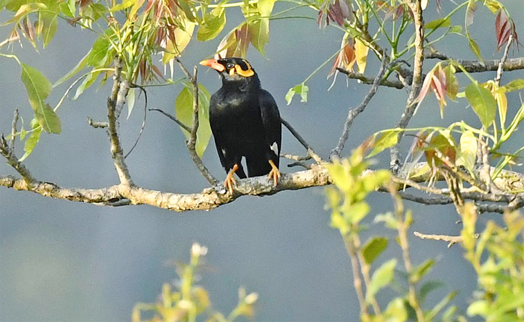 birds1.jpg