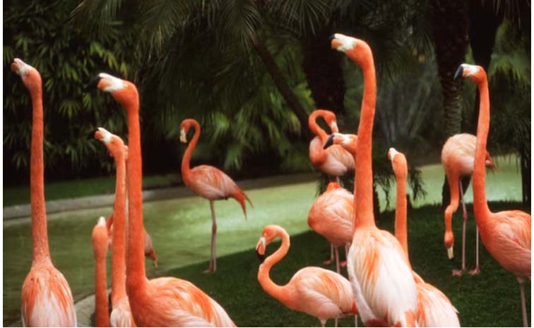 flamingos.jpg