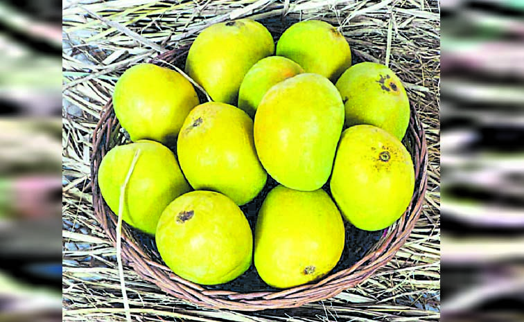 mango_0.jpg