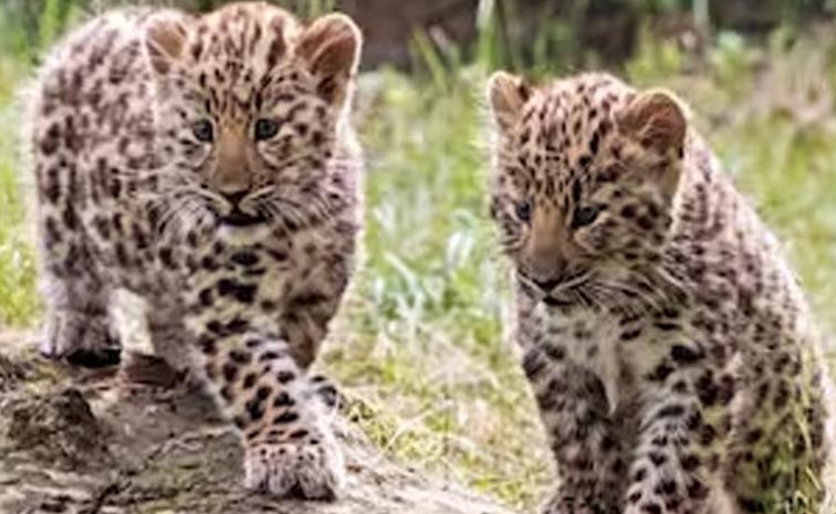 Cheetah-Cubs.jpg