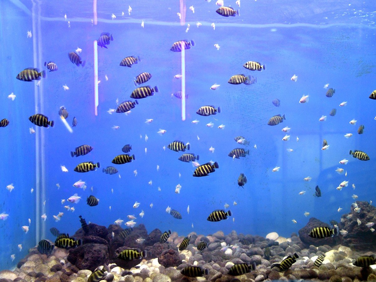 Mermaids-22.jpg 22