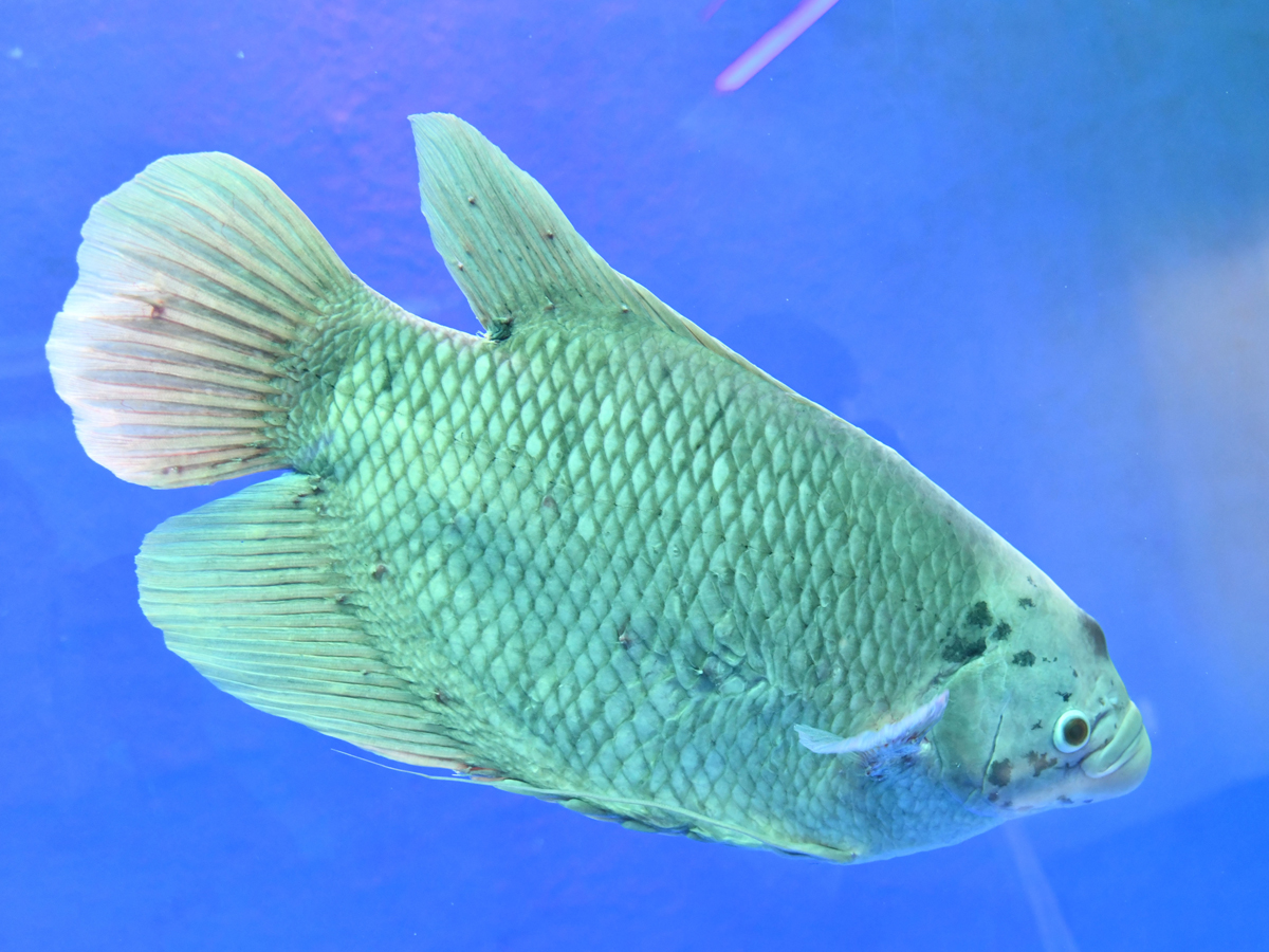Mermaids-32.jpg 32