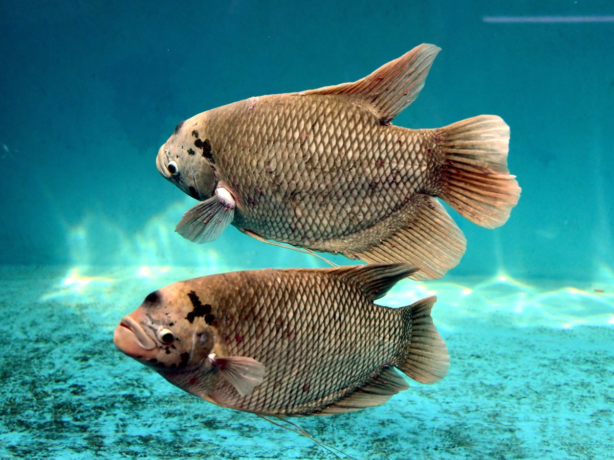 Mermaids-33.jpg 33