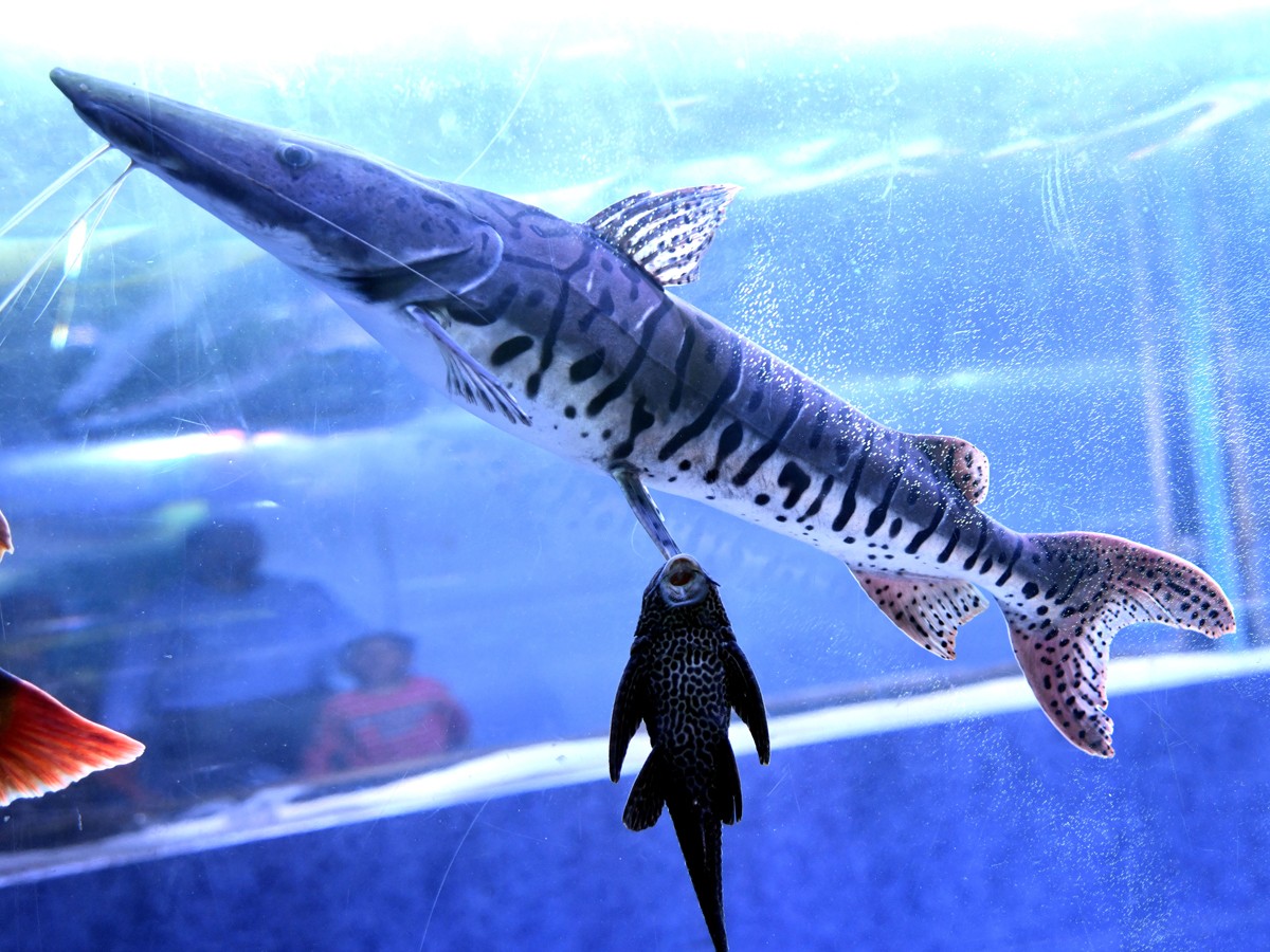 Mermaids-41.jpg 41