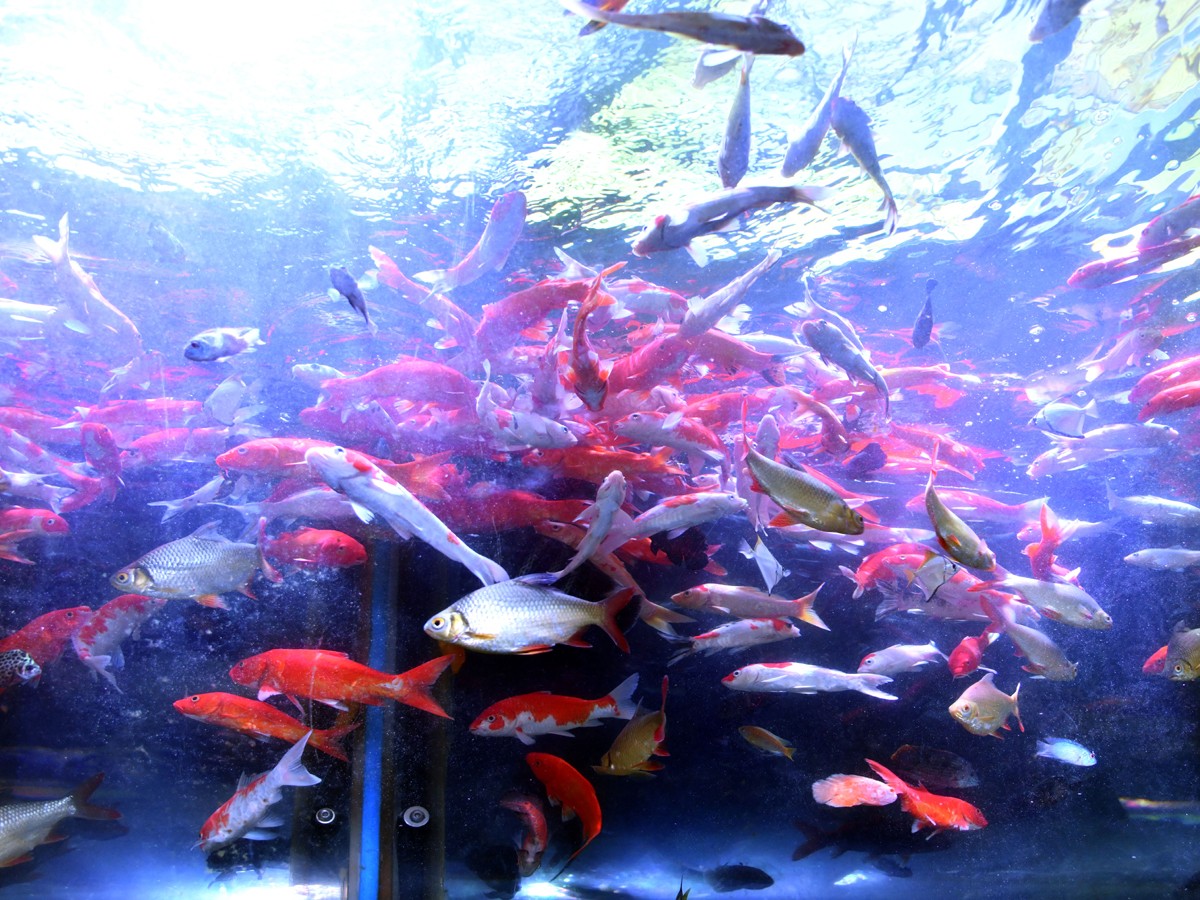 Mermaids-42.jpg 42