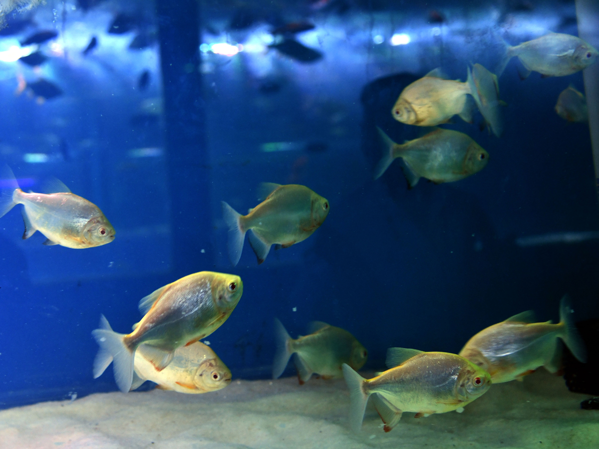 Mermaids-44.jpg 44