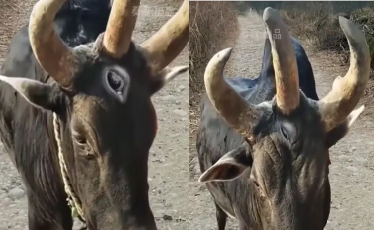 bull.jpg