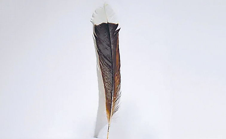 FEATHER.jpg
