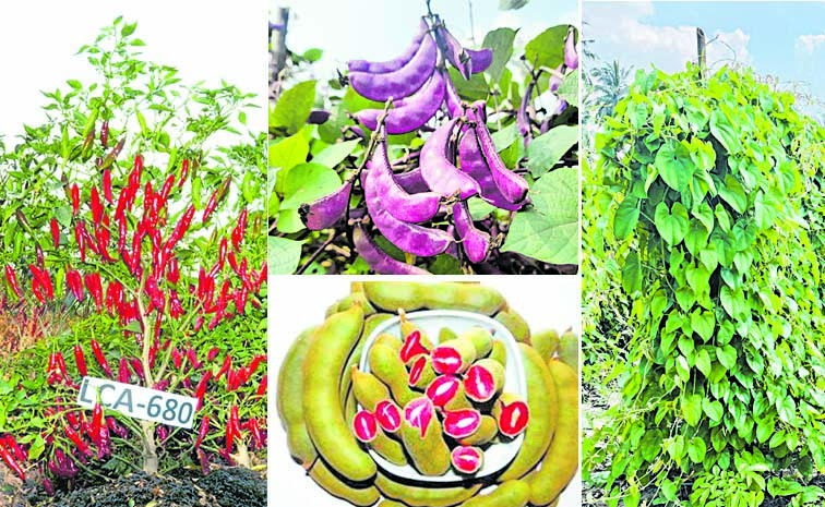 5-MIRAPA-CHAITRA_20LCA-680.jpg