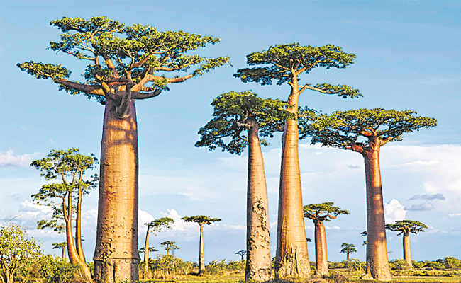 Big-Trees.jpg
