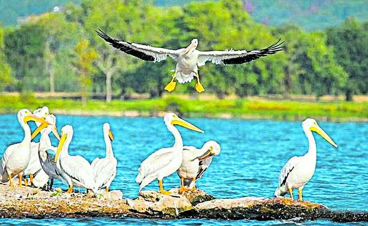 KOLLERU.jpg