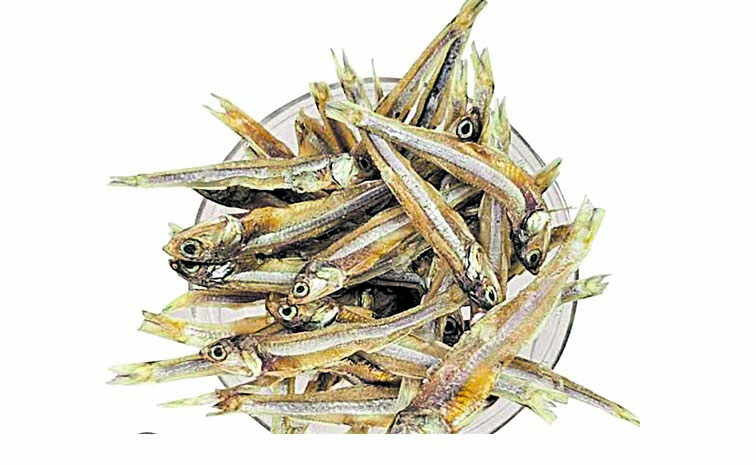 FISH.jpg