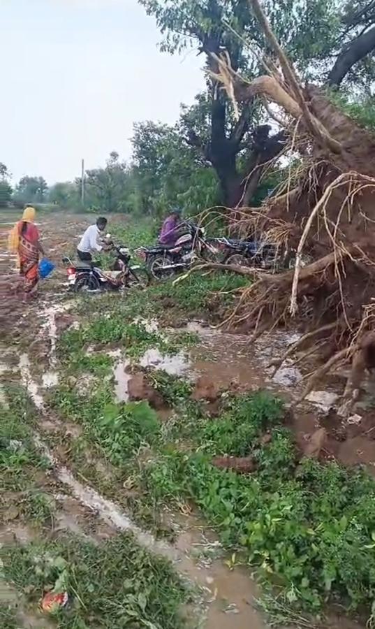 rain_20and_20gusty_20winds_20windstorm_20in_20telangana-_20_285_29.jpg 5