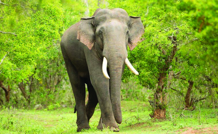 Elephant.jpg