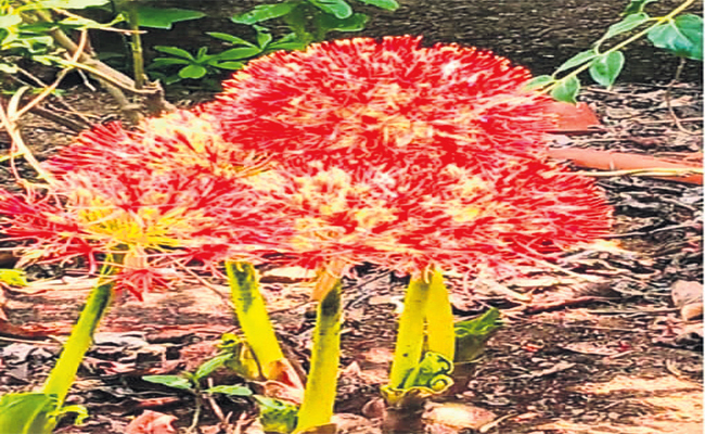 May-Flower.jpg