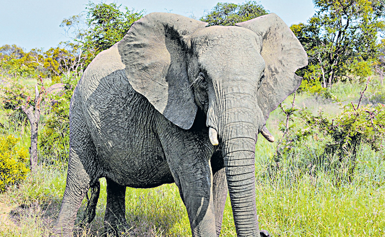 elephants.jpg
