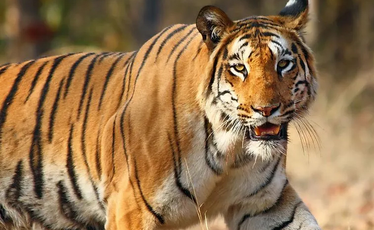 tiger_1.jpg
