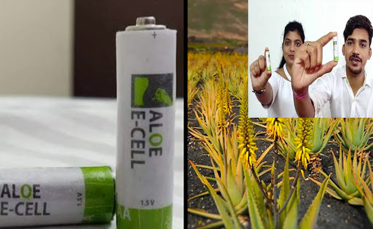 aloe1.jpg