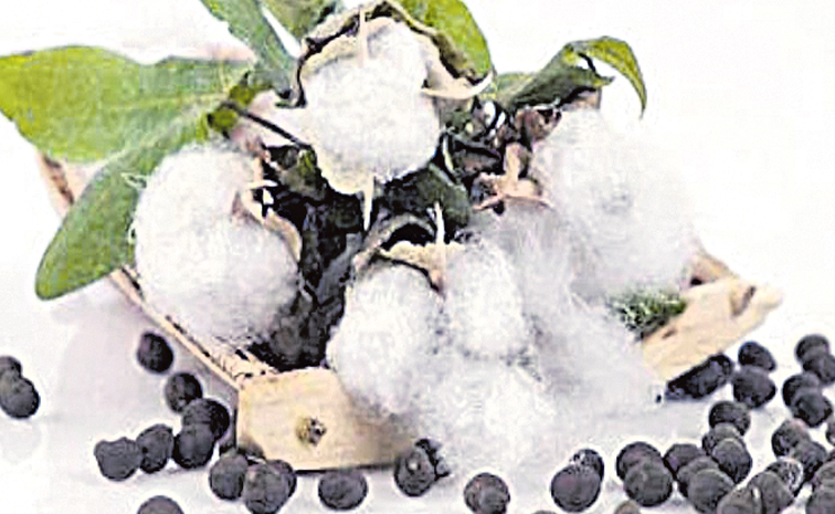 cotton.jpg