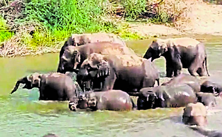 elephant.jpg