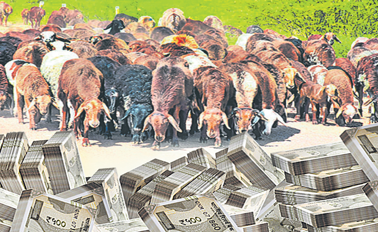 sheeps.jpg
