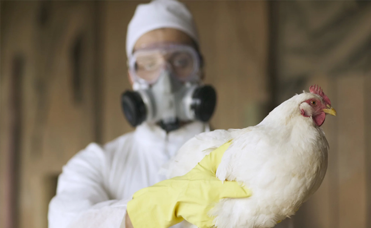 bird_20flu.jpg
