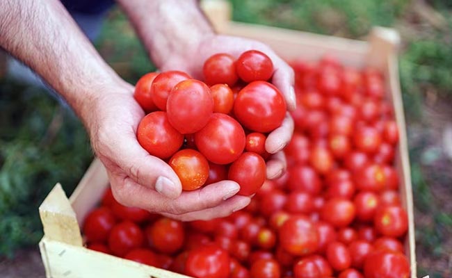 Tomato-prices.jpg