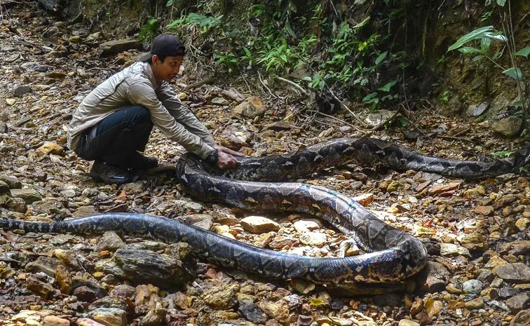 Python_Indonesia_Woman.jpg
