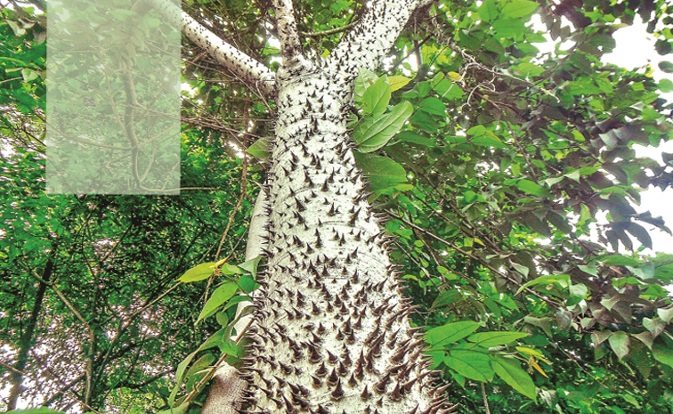 tree.jpg