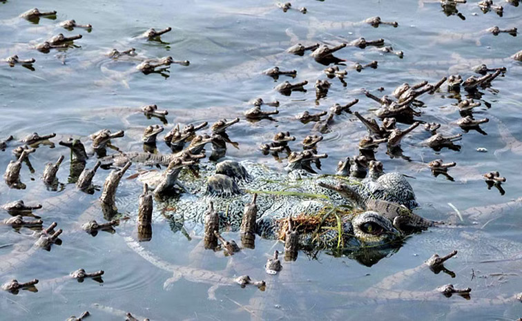 crocodile.jpg