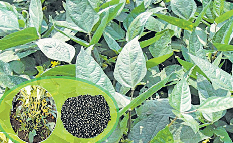 seeds.jpg
